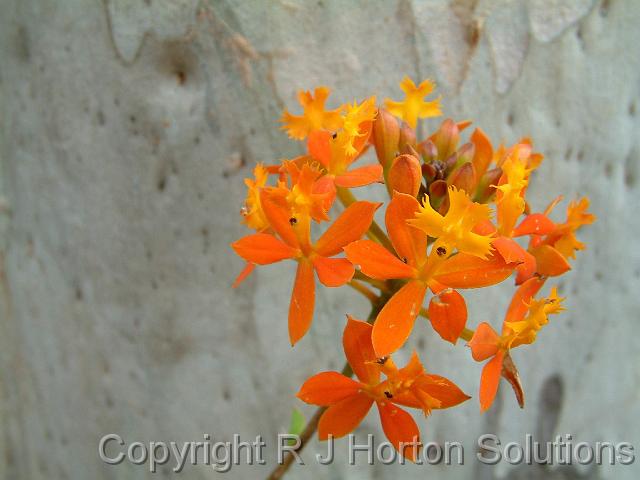 Crucifix orchid